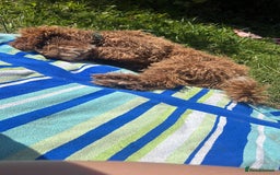 Cockapoo dogs for sale: Cockerpoo 8 months boy - Image 5