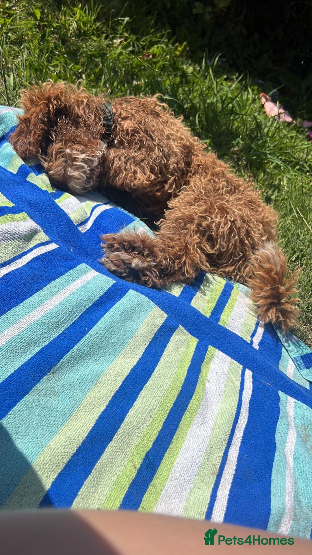 Cockapoo dogs for sale: Cockerpoo 8 months boy - Image 5