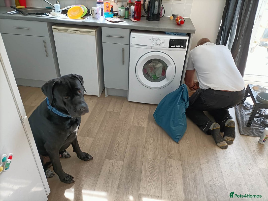 Cane Corso dogs for sale: Cane Corso Italian mastiff (please read) - Advert 2