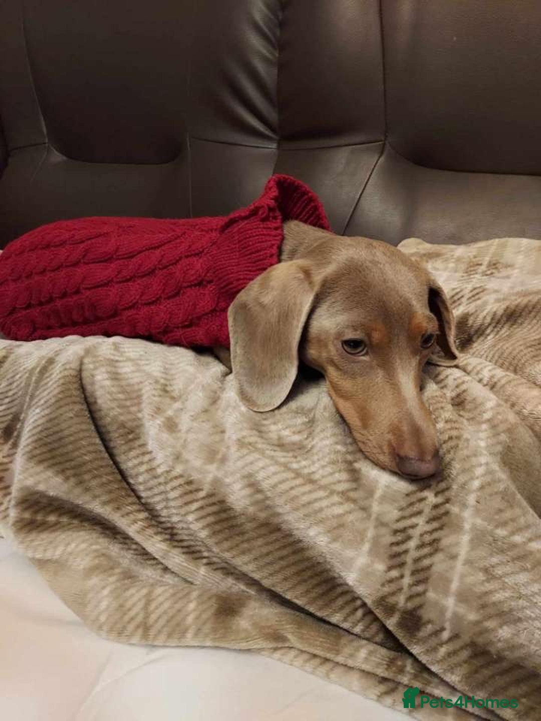 Dachshund dogs for sale: Dachshund puppies  - Image 8