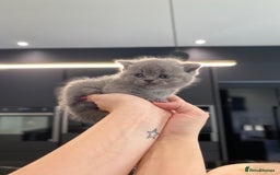 British Shorthair cats for sale: ‼️REDUCED Pure Pedigree BSH Kitten🥇Champ blood - Image 1