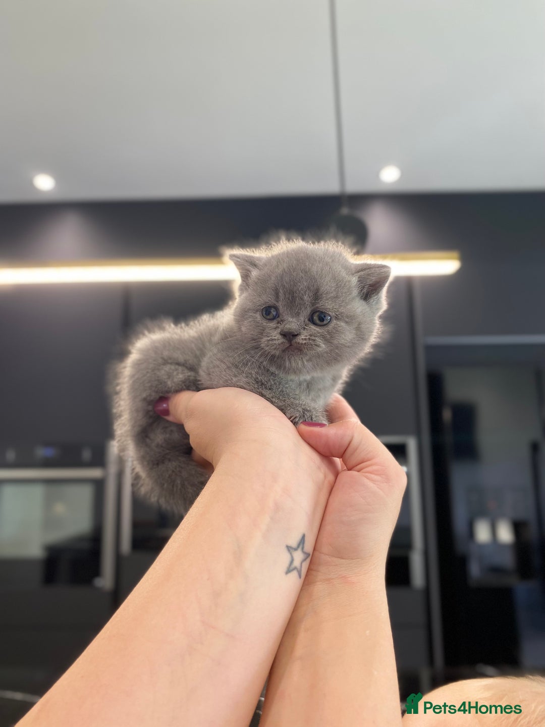 British Shorthair cats for sale: ‼️REDUCED Pure Pedigree BSH Kitten🥇Champ blood - Image 1
