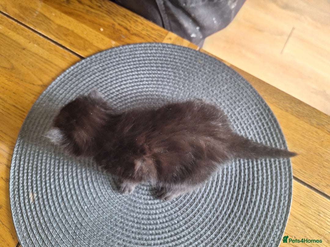 Mixed Breed cats for sale: 🐾 Adorable Kittens Looking for Loving Homes! 🐾 - Image 13
