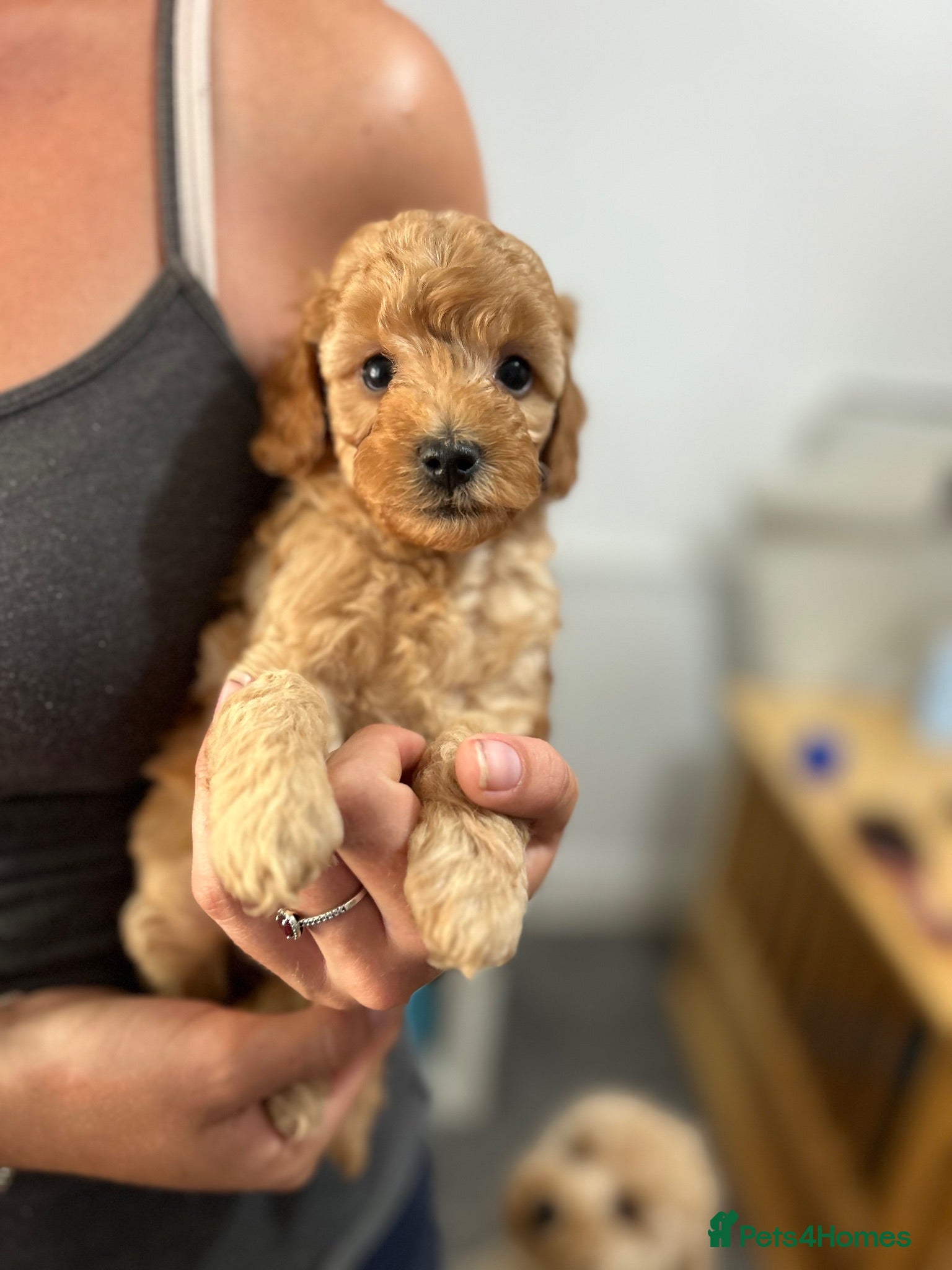 Cockapoo dogs Stunning Cockapoo Pups Ready Now  - Advert 1