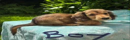 Miniature Dachshund dogs for sale: GORGEOUS KC reg PRA CLEAR MINI DACHSHUND PUPPIES - Advert 6