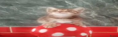 Bengal Kitten 3
