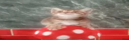 Bengal cats for sale: Bengal kittens  in Peterborough - Advert 26