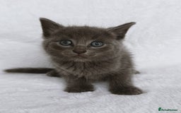Ragdoll cats for sale: Gorgeous Rare Ragdoll Kittens  - Image 2