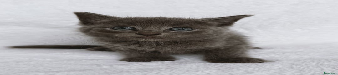 Ragdoll Kitten 2