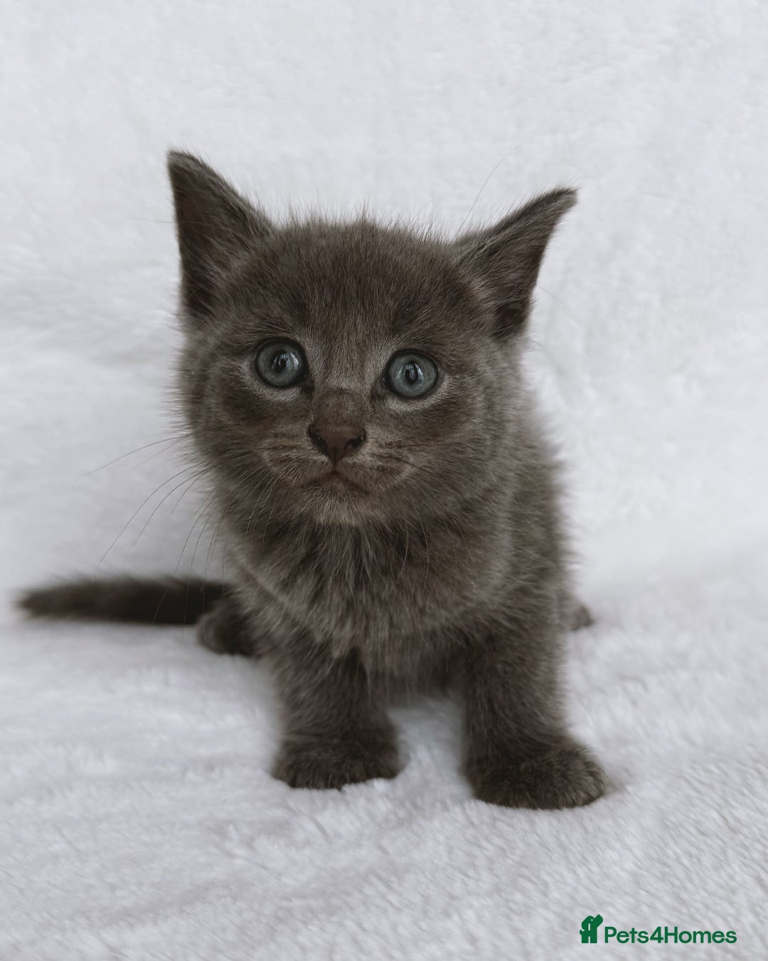 Ragdoll cats for sale: Gorgeous Rare Ragdoll Kittens  - Image 2