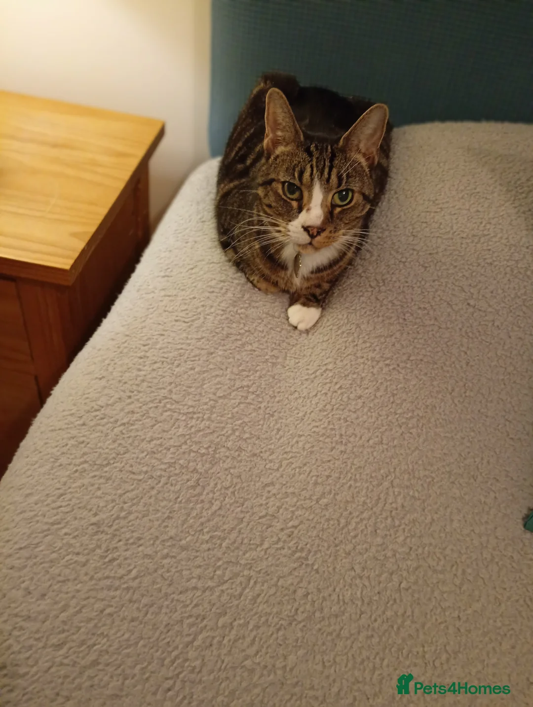 Domestic Shorthair cats for sale: Dog Friendly Tabby Cat Seeking New Family! - Advert 2