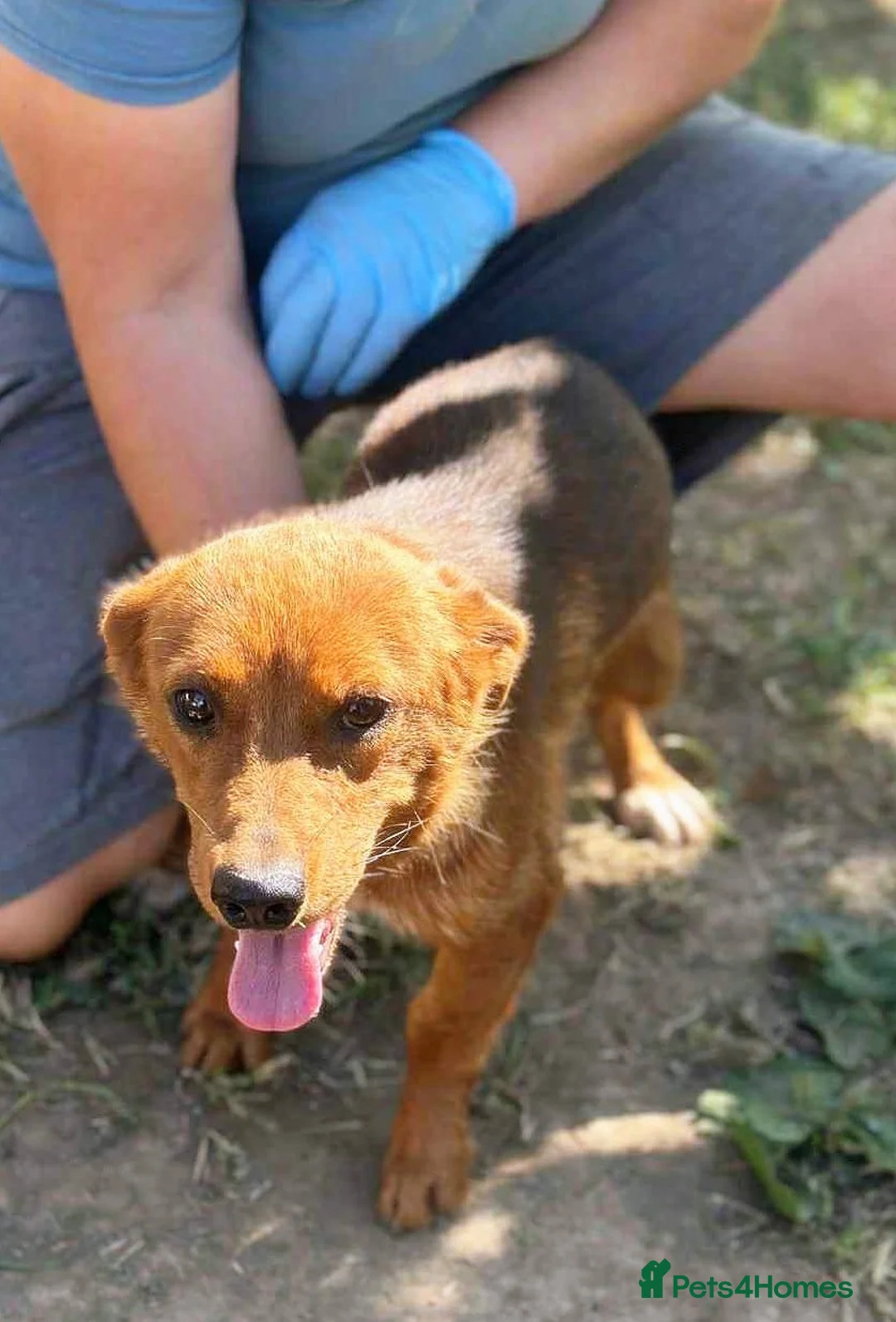 Mixed Breed dogs for adoption: 🐾 Little Fonzy – a tiny boy with a big heart 🐾 - Advert 4