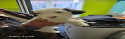 Sealyham Terrier dogs for sale: Sealyham Terrier  - Advert 5