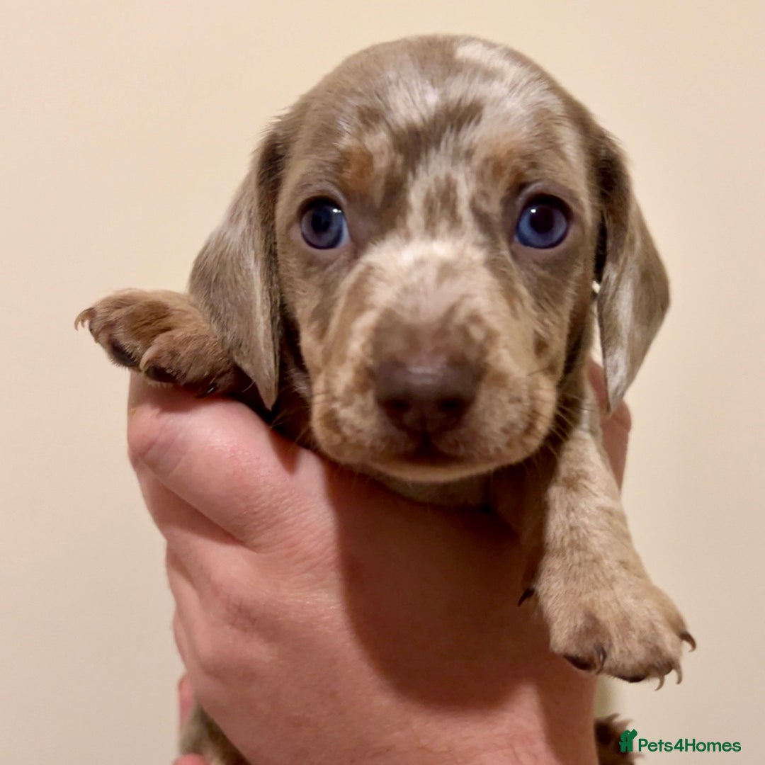 Miniature Dachshund dogs for sale: 🐾Beautiful kc mini dachshund pups ready 20 Dec🐾 - Advert 1