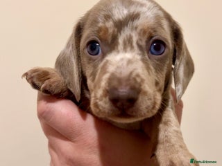 Miniature Dachshund dogs Beautiful kc mini dachshund babies ready 20 Dec 🐾 - Advert 1