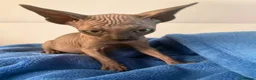 Sphynx cats for sale: 6 tica registered Sphynx Kittens in London - Advert 16