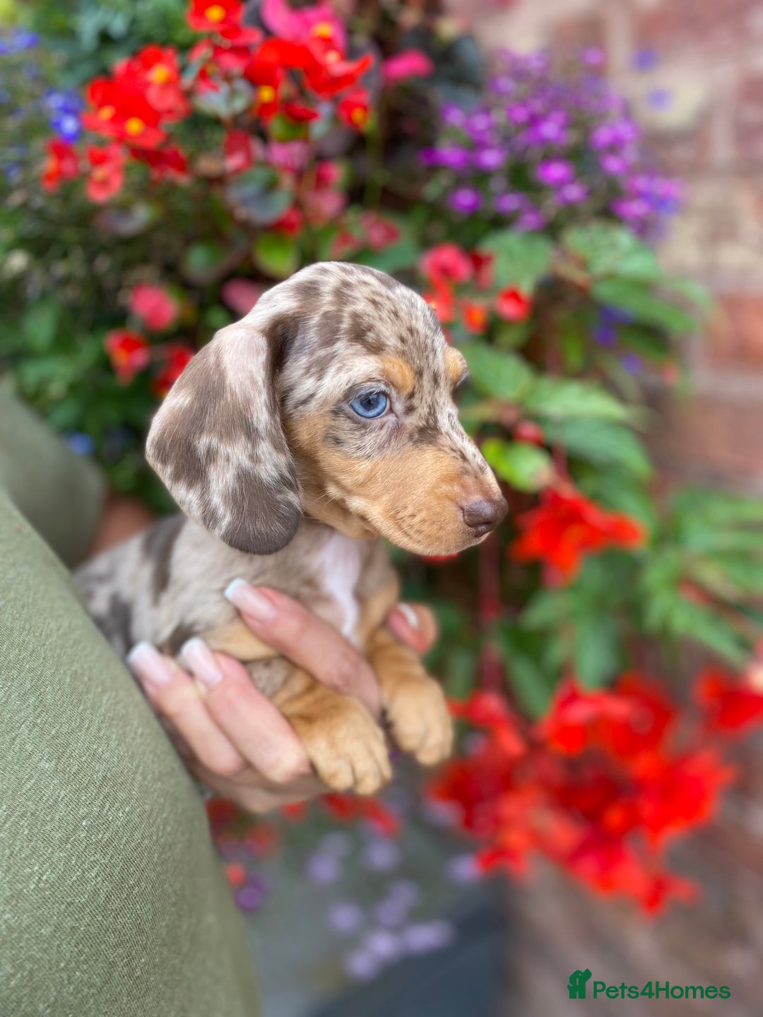 Miniature Dachshund dogs for sale: KC, PRAclear, licensed, health certificates  - Image 6