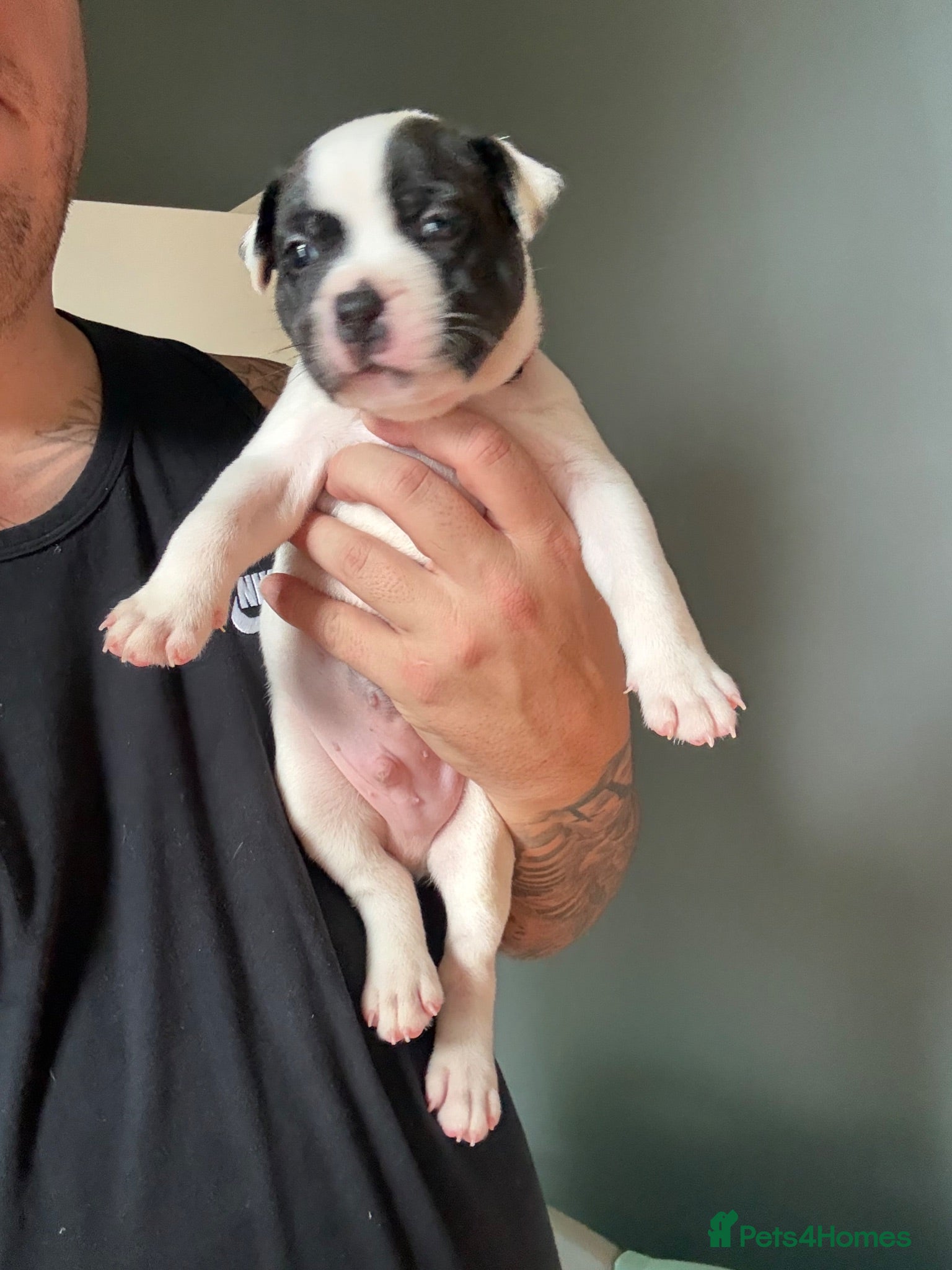 Staffordshire Bull Terrier dogs 2 GORGEOUS  STAFFORDSHIRE BULL TERRIER PUPPIES - Advert 1