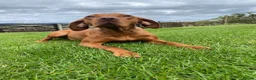 Hungarian Vizsla dogs for sale: Stunning litter of Hungarian Vizsla pups.  - Advert 5