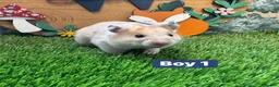 Hamster rodents for sale: Baby Syrian Hamsters Males Females Pedigree - Advert 5
