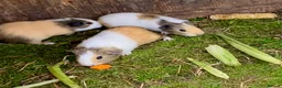 Guinea Pig rodents for sale: Lovely marked short haired Guinea pigs - Advert 3