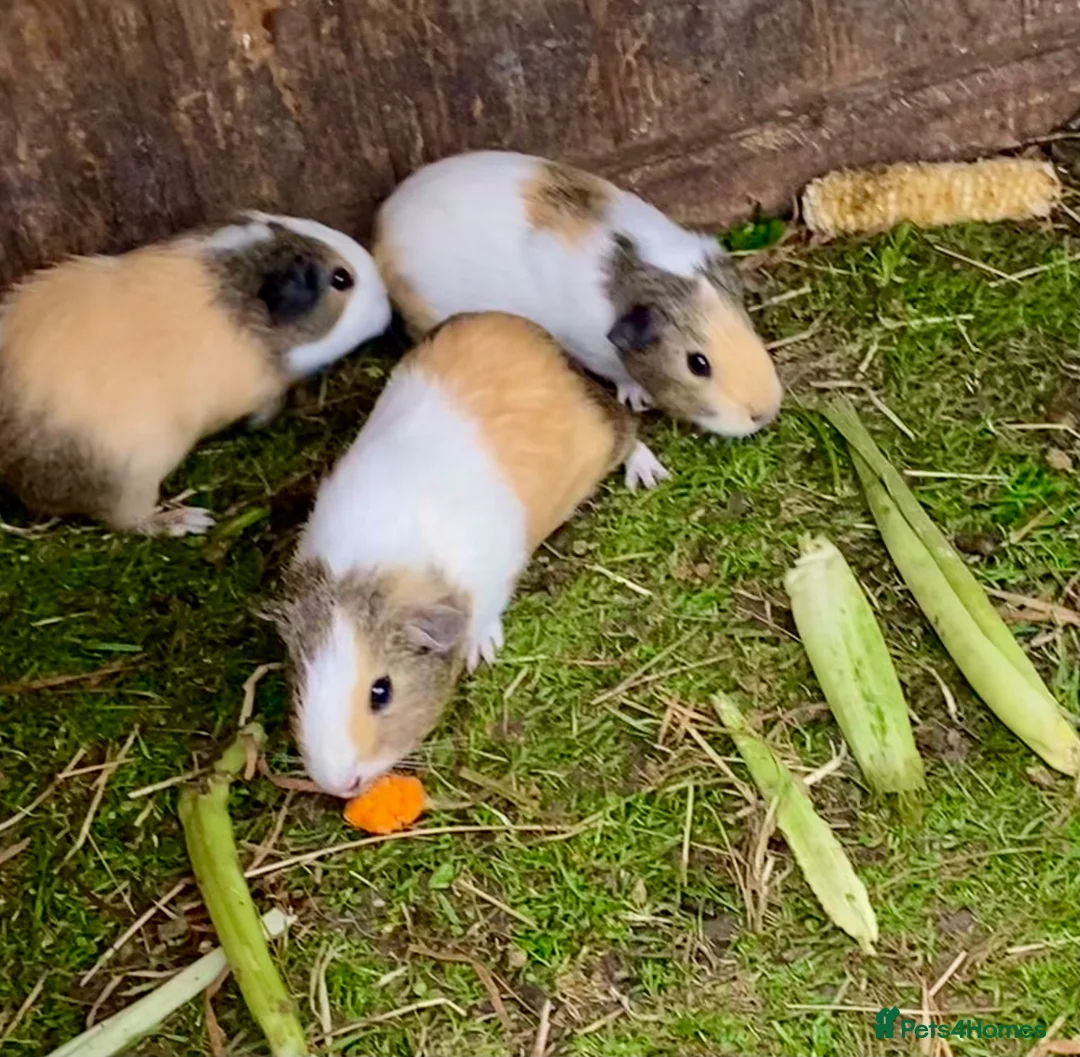 Guinea Pig rodents for sale: Lovely marked short haired Guinea pigs - Advert 3