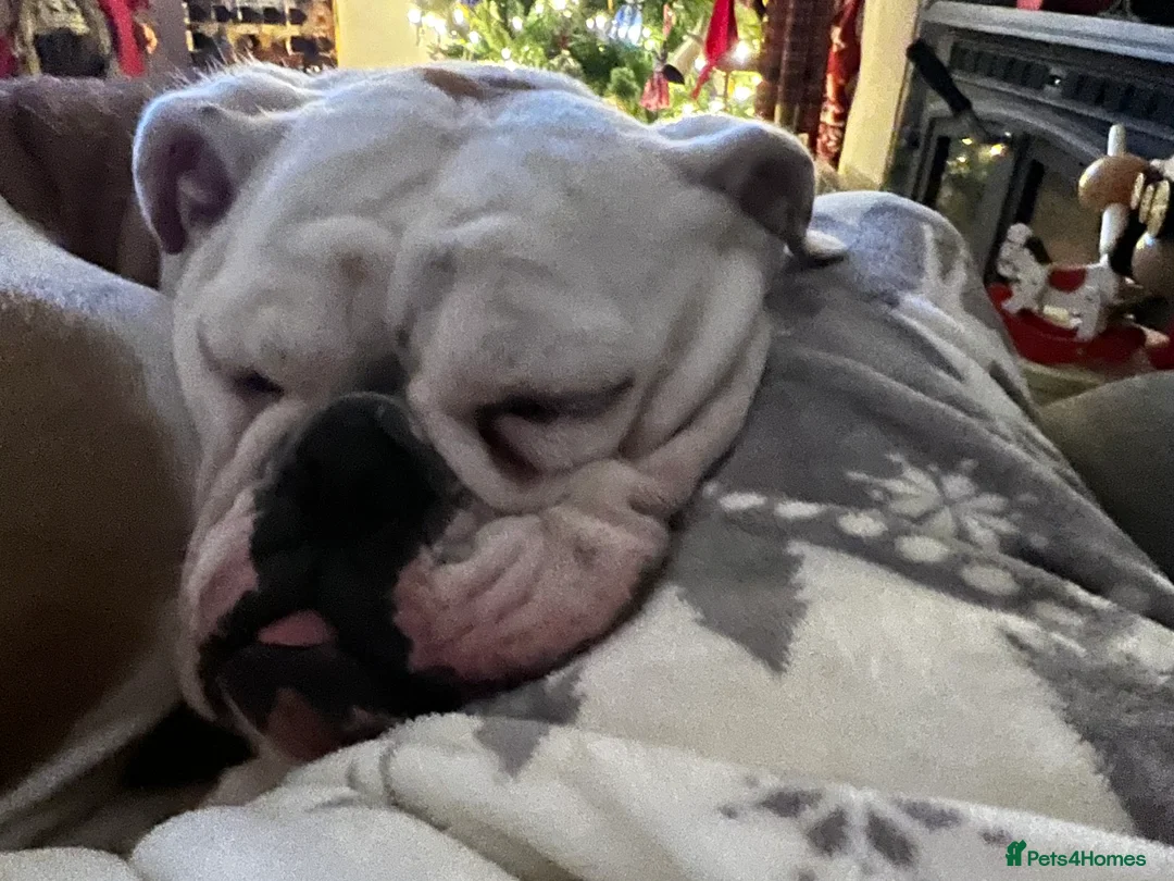 English Bulldog dogs for sale: British bulldog ,full pedigree & kcregistered - Advert 6
