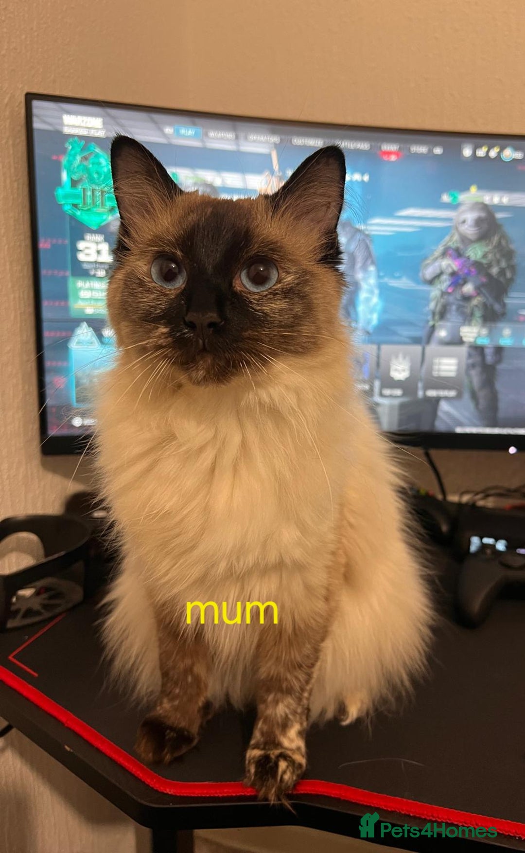 Ragdoll cats for sale: Gorgeous pure breed Ragdoll kittens  - Image 16