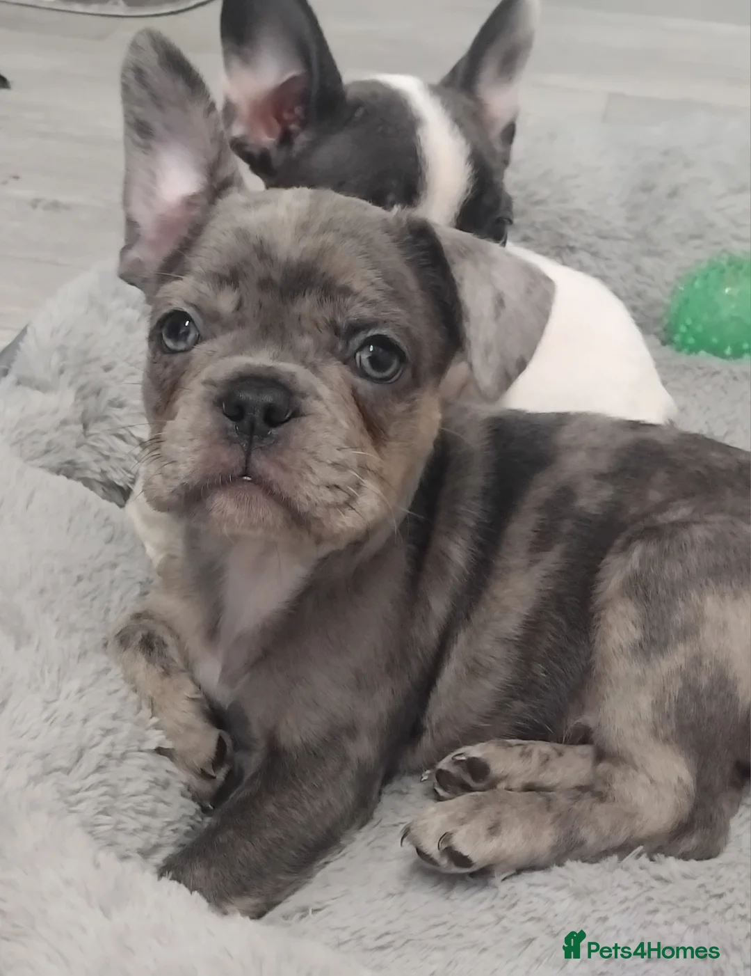 French Bulldog dogs for sale: Beautiful French bulldog pups - Advert 12