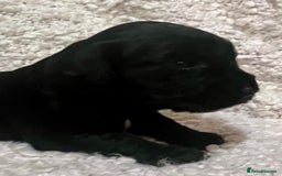 Cocker Spaniel dogs for sale: Fully health tested KC reg working Cocker Spaniels - Image 12