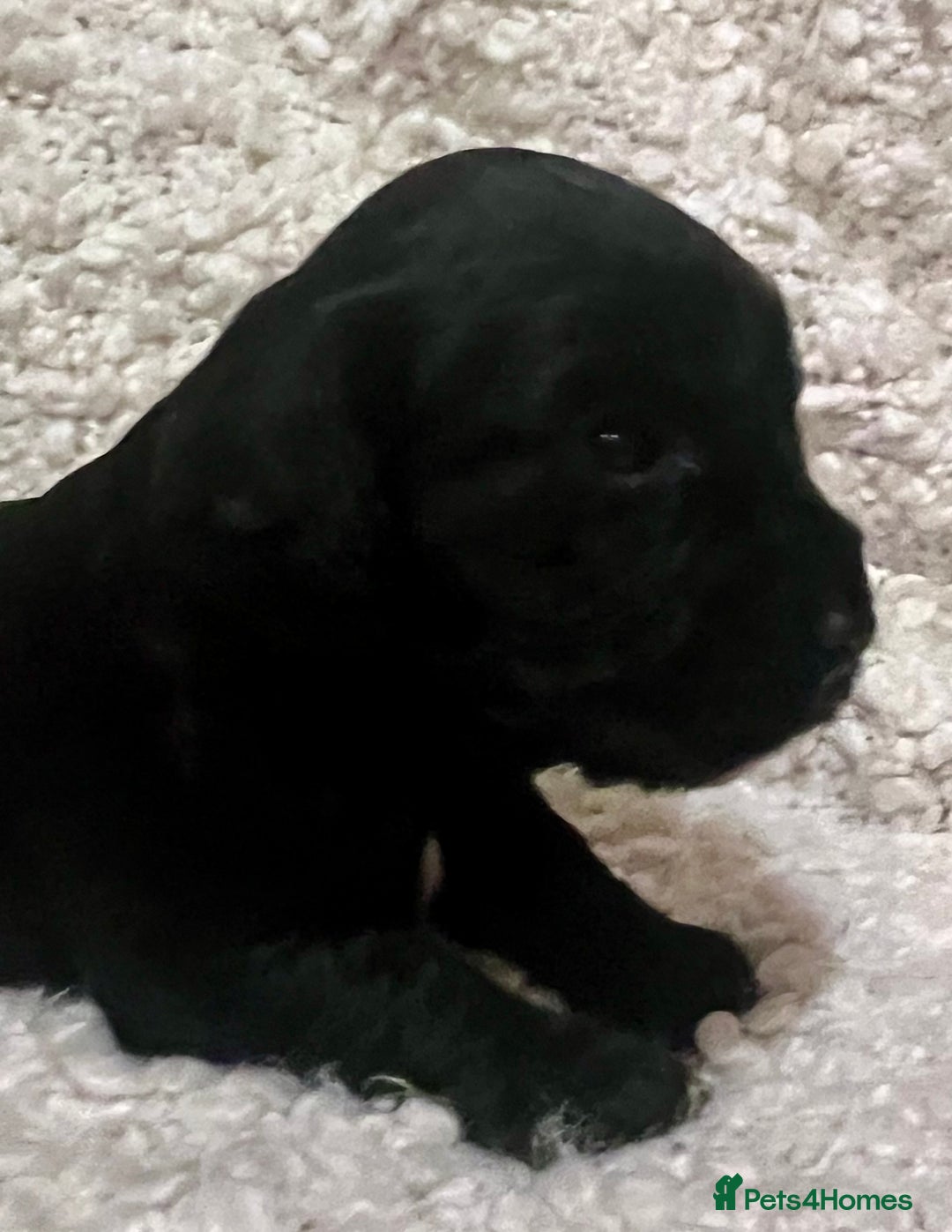 Cocker Spaniel dogs for sale: Fully health tested KC reg working Cocker Spaniels - Image 12
