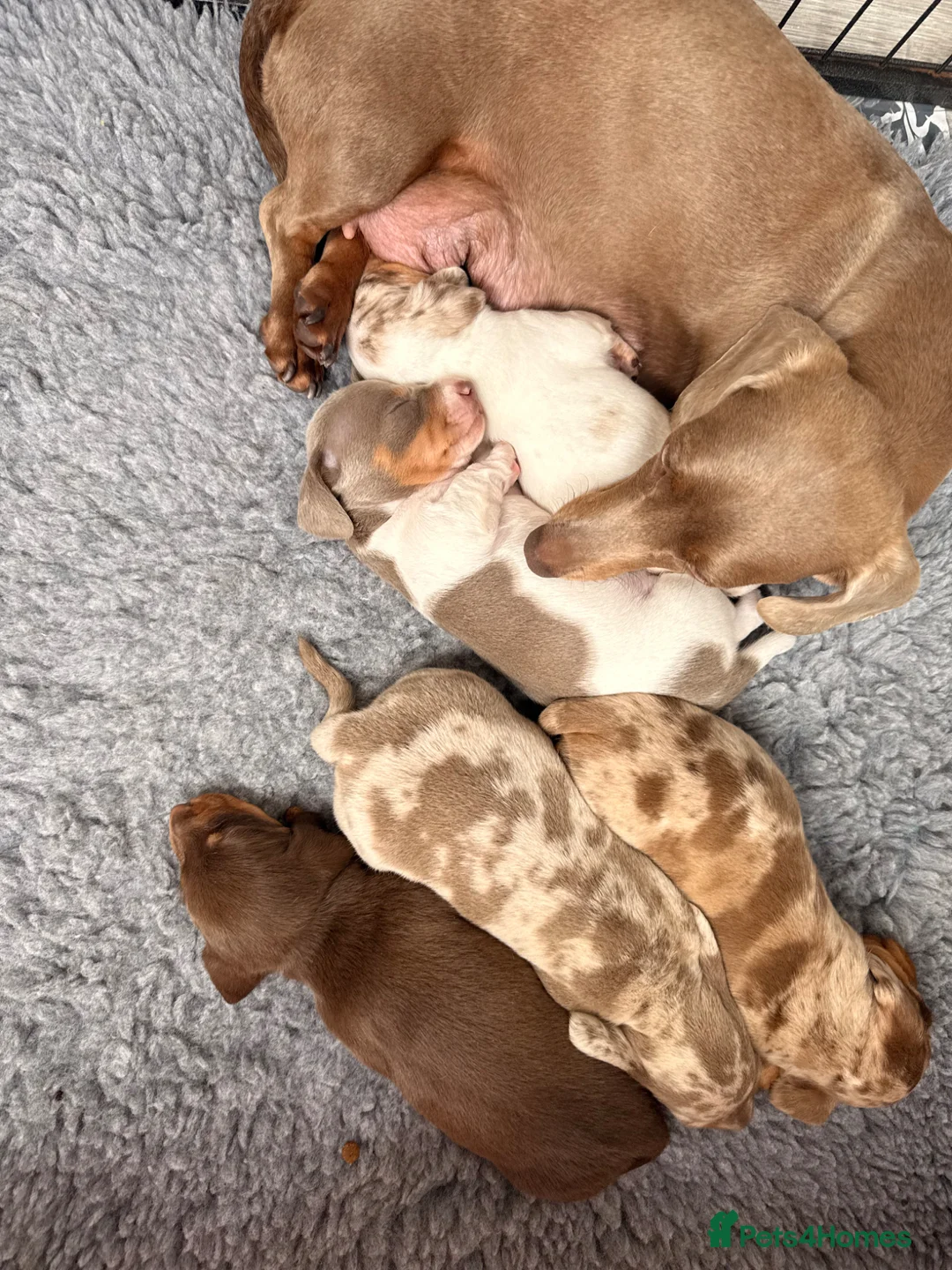 Miniature Dachshund dogs for sale: Beautiful miniature Dachshund  - Advert 19
