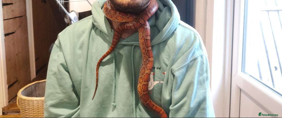 Corn Snake reptiles for sale: Friendly corn snake and vivarium  - Image 5