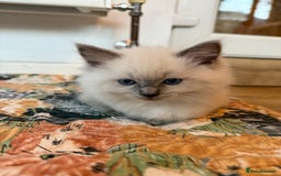 Ragdoll cats for sale: Beautiful blue point kittens - Advert 7