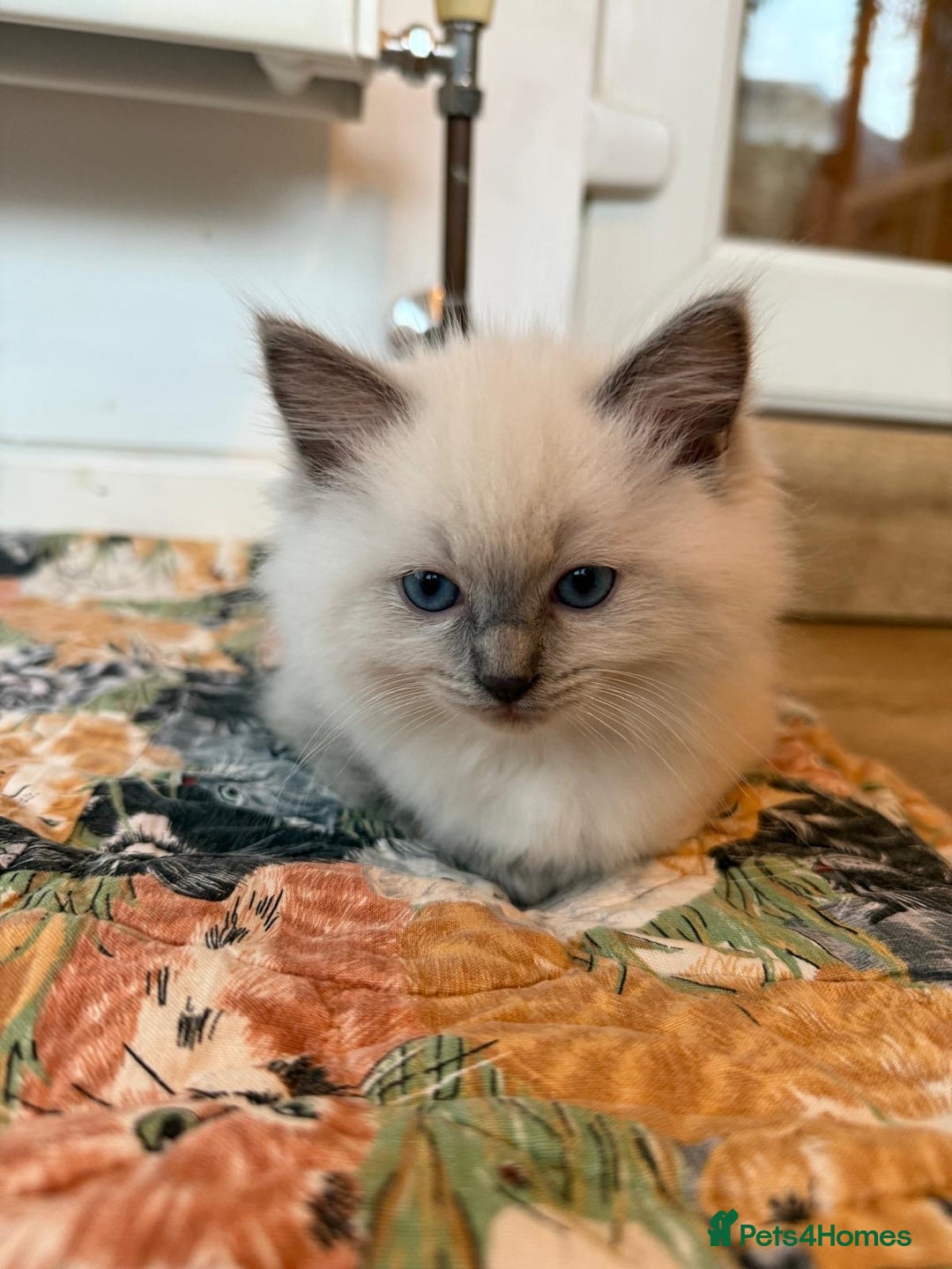 Ragdoll cats for sale: Beautiful blue point kittens - Advert 7