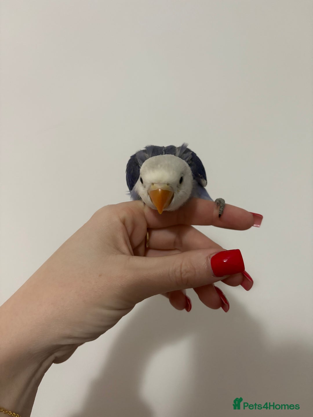 Lovebirds birds for sale: Baby lovebirds  - Advert 6