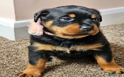 Rottweiler dogs for sale: Pure breed Rottweiler  - Image 14