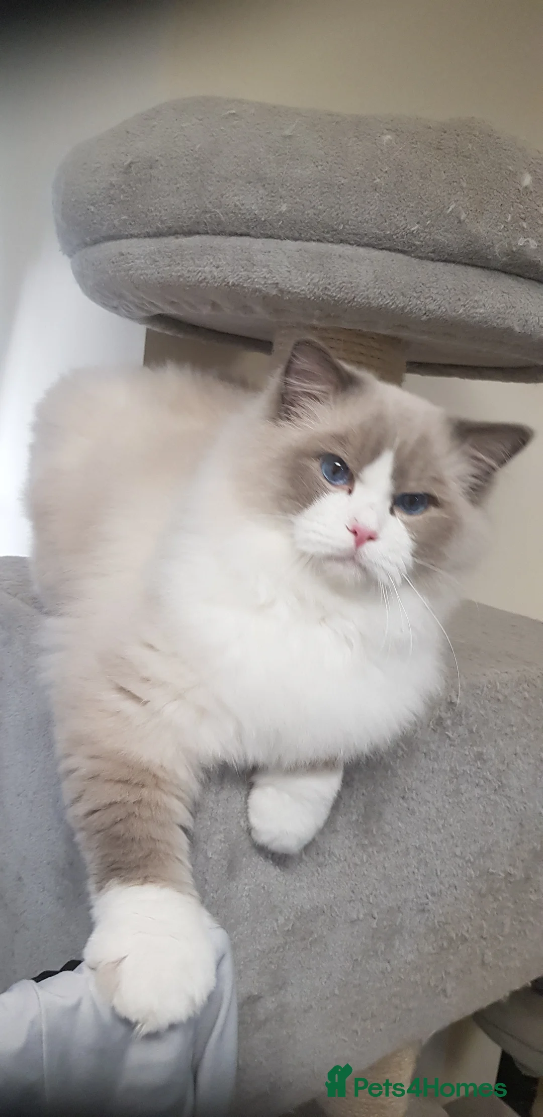 Ragdoll cats for stud: Charles - TICA and Gccf registered active boy  in Bournemouth - Advert 18