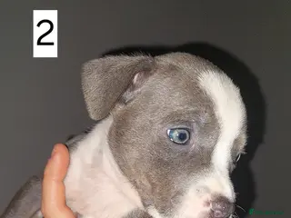Mixed Breed dogs ONLY 1 GIRL 1 BOY LEFT staffy pocket bully pups - Advert 4