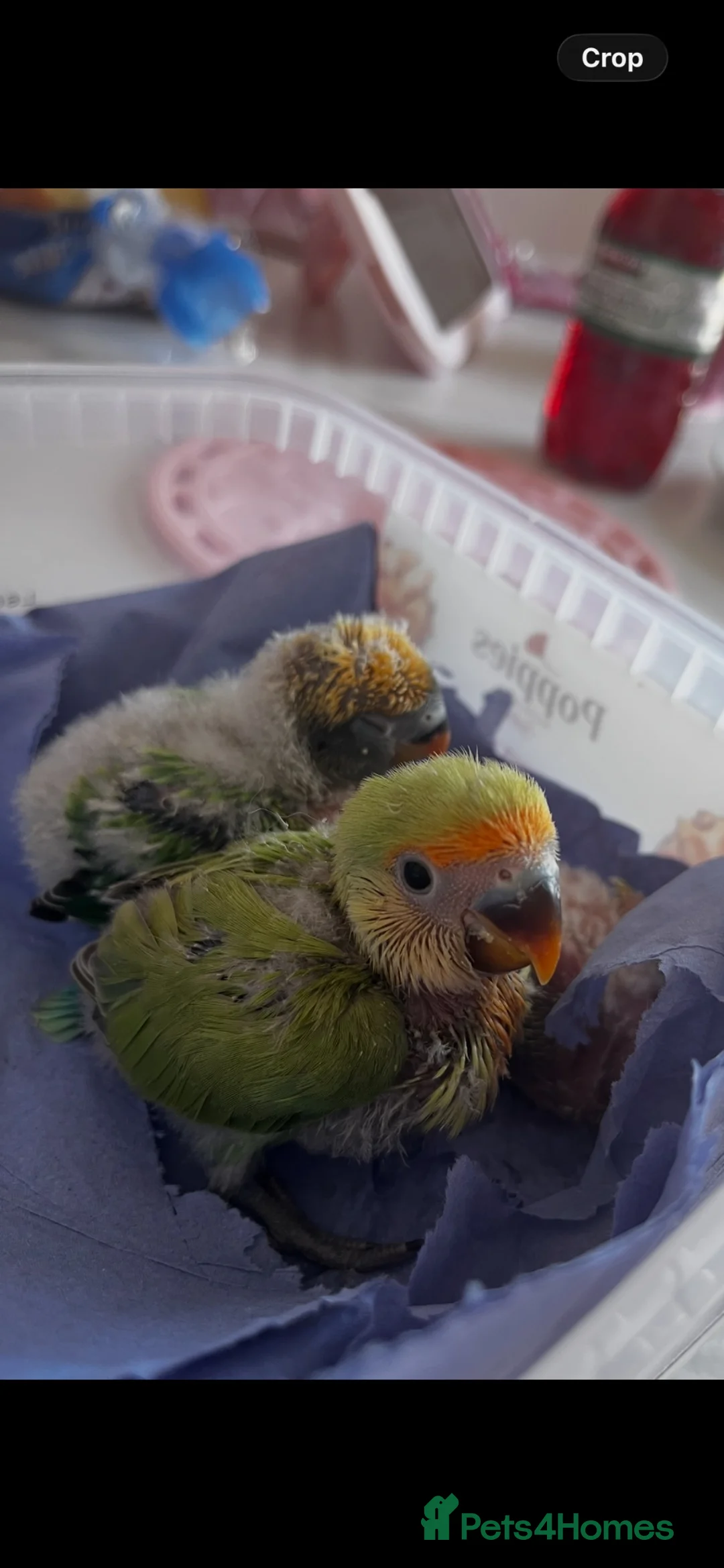 Lovebirds birds for sale: 3 Lovebirds in Bridgwater - Advert 5