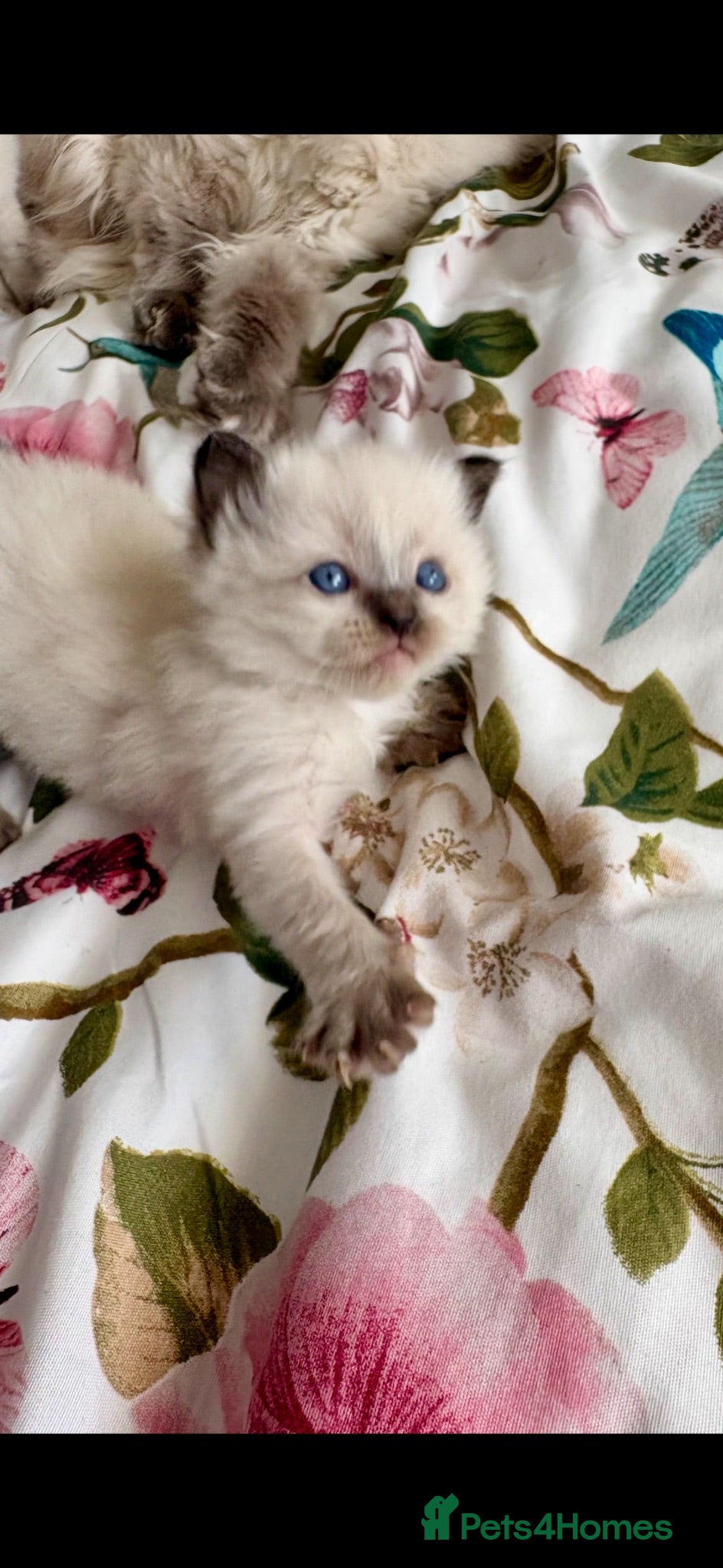 Ragdoll cats ♥️💙 ADORABLE GCCF KITTENS ❤️💙 - Advert 9