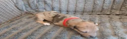 Mixed Breed dogs for sale: Lurcher pups - Advert 28