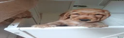 Cocker Spaniel dogs for sale: Last pup Show type cocker spaniel puppies  - Advert 11