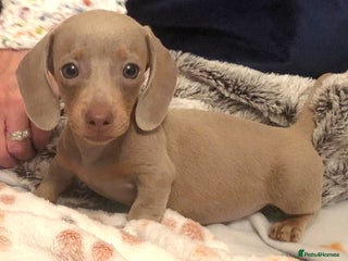 Dachshund dogs 1 BOY AVAILABLE READY NOW SMALL MINI - Advert 1