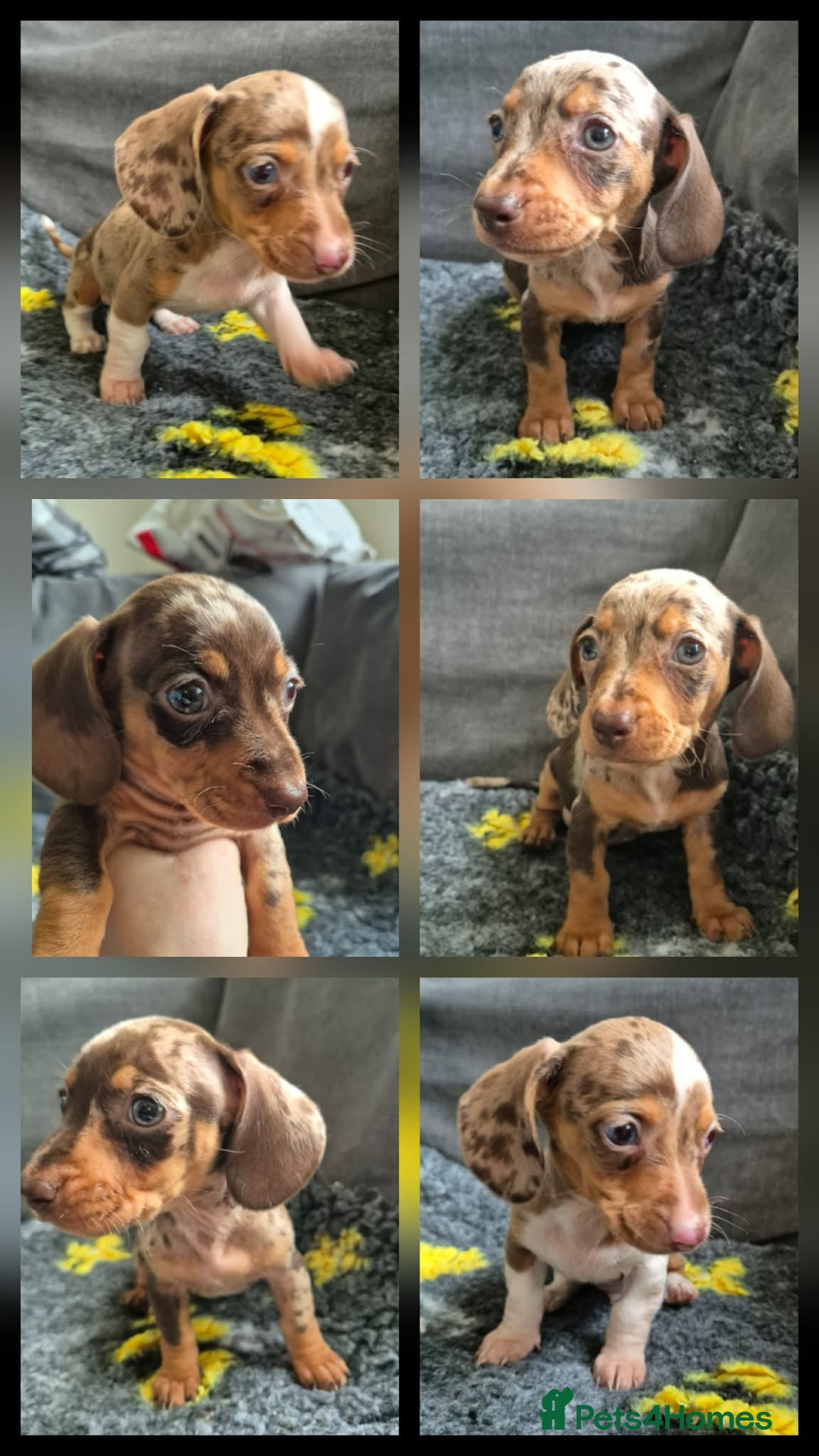 Miniature Dachshund dogs Miniature Dachshund READY NOW - Advert 8
