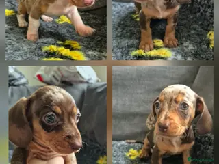 Miniature Dachshund dogs Miniature Dachshund READY NOW - Advert 8