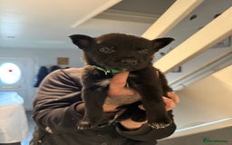 Belgian Shepherd Dog dogs for sale: Belgian malinois - Image 11