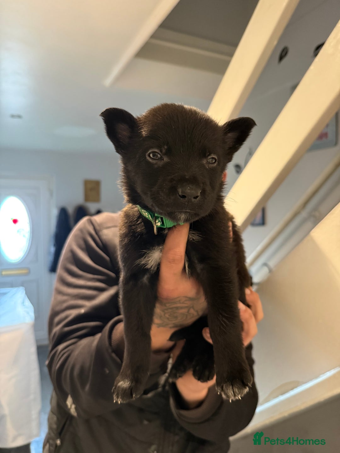 Belgian Shepherd Dog dogs for sale: Belgian malinois - Image 11