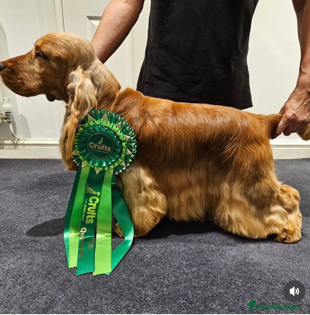 Cocker Spaniel dogs for sale: KC SHOW TYPE COCKER REGISTERED - Advert 5