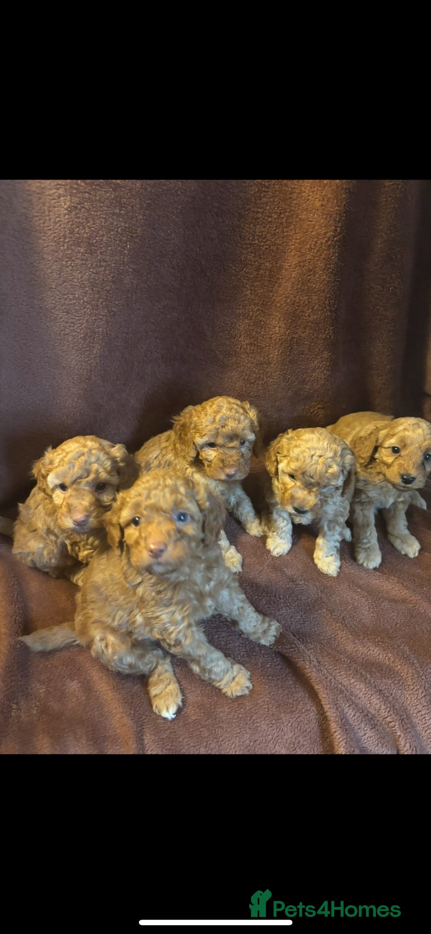 Cockapoo dogs for sale: Beautiful Red Cockapoo Puppies ❤️ 2 Boys & 3 Girls - Advert 1